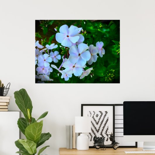 Poster Phlox, (Bureau à domicile)