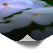 Poster Phlox, (Coin)