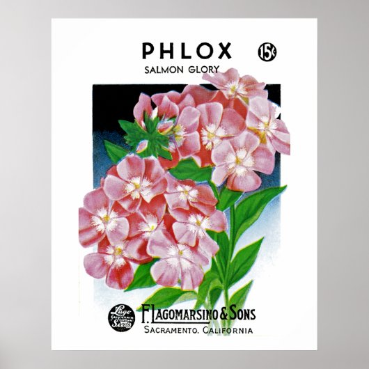 Poster Phlox (Devant)