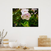 Poster Phlox, (Cuisine)