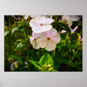 Poster Phlox, (Devant)