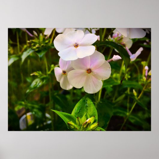 Poster Phlox, (Devant)