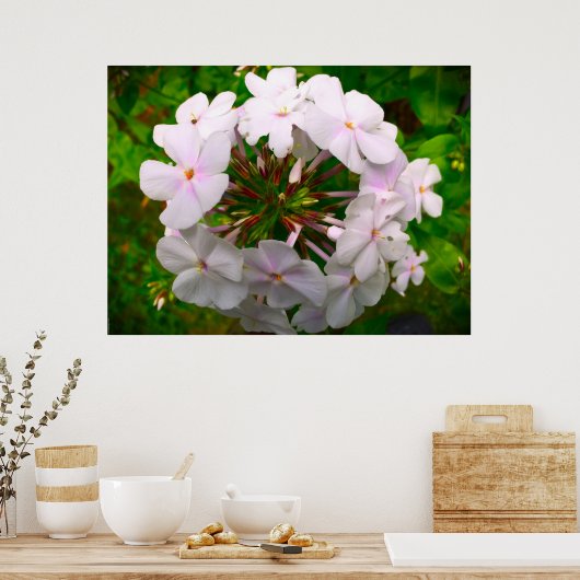 Poster Phlox, (Cuisine)
