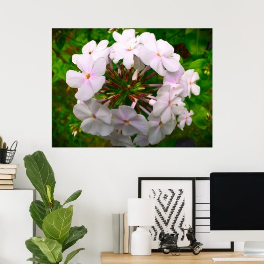 Poster Phlox, (Bureau à domicile)