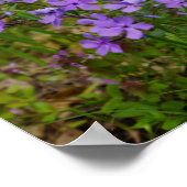 Poster Phlox bleu sauvage (Coin)