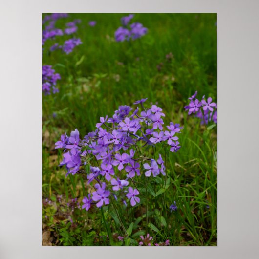 Poster Phlox bleu sauvage (Devant)