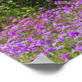 Poster Phlox de Drummond, Phlox drummondi, Hilton Head (Coin)