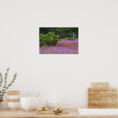 Poster Phlox de Drummond, Phlox drummondi, Hilton Head (Cuisine)