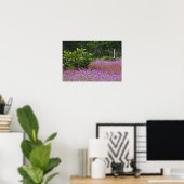 Poster Phlox de Drummond, Phlox drummondi, Hilton Head (Bureau à domicile)
