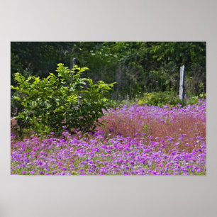 Poster Phlox de Drummond, Phlox drummondi, Hilton Head