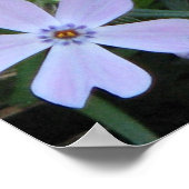 Poster Phlox pourpre (Coin)