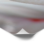 Poster Phoenicopterus roseus (Coin)