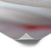 Poster Phoenicopterus roseus (Coin)