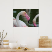 Poster Phoenicopterus roseus (Cuisine)