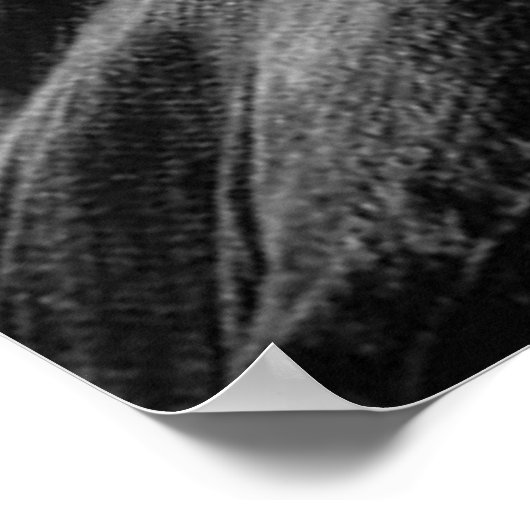 Poster Phoenix (Coin)