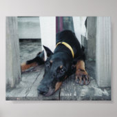 Poster Phoenix (Devant)