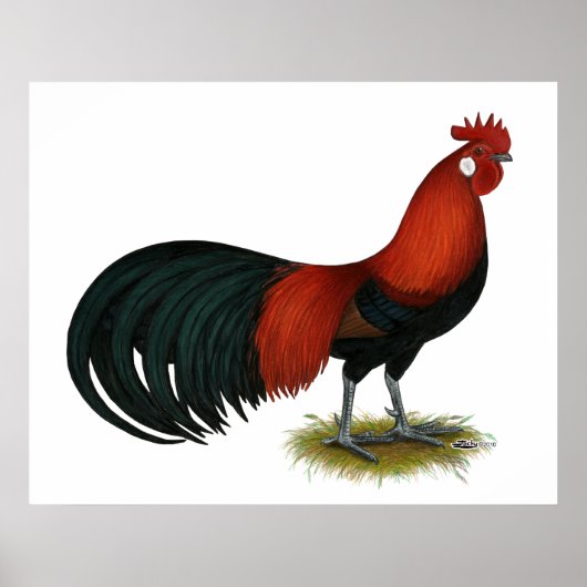 Poster Phoenix : BB Red Rooster (Devant)