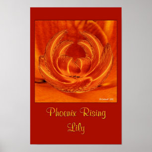 Poster Phoenix Rising Lily