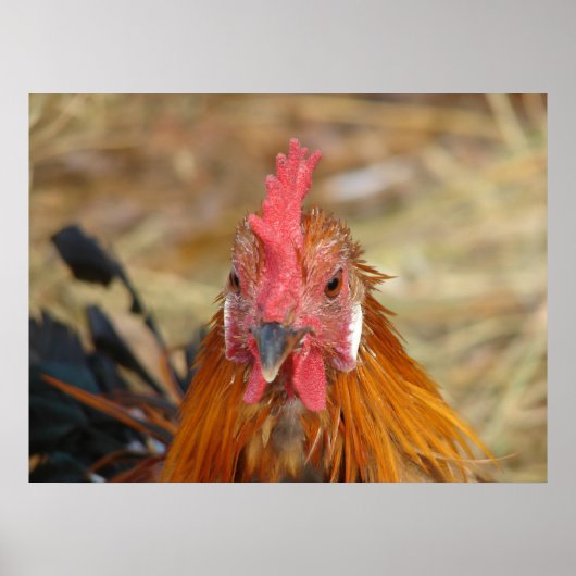 Poster Phoenix Rooster (Devant)