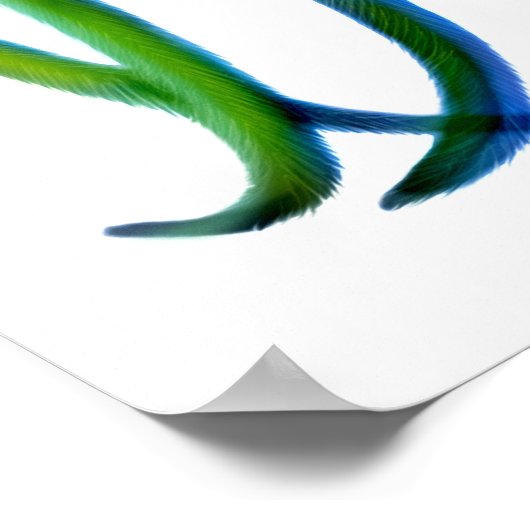 Poster Phoenix Rooster (Coin)