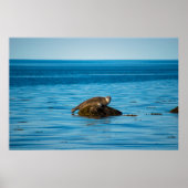 Poster Phoque commun (Devant)