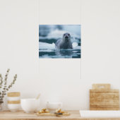 Poster phoque commun du pacifique, Phoca vitulina richard (Cuisine)