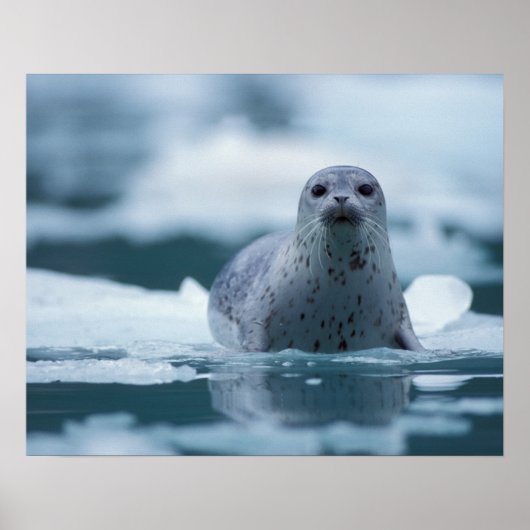Poster phoque commun du pacifique, Phoca vitulina richard (Devant)