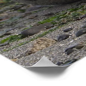 Poster Phoque de bébé sur la plage (Coin)