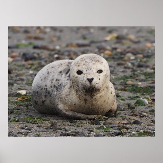 Poster Phoque de bébé sur la plage (Devant)