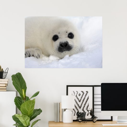 Poster Phoque de la harpe de bébé (Bureau à domicile)