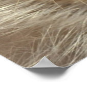 Poster Phoque de la jeune harpe (Coin)