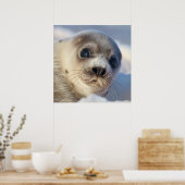 Poster Phoque de la jeune harpe (Cuisine)