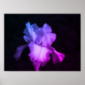 Poster Phoque de Purple Iris (Devant)