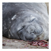 Poster Phoque d'éléphant dormant (Devant)