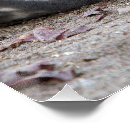 Poster Phoque d'éléphant dormant (Coin)