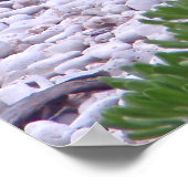 Poster Phoque moine hawaïen (Coin)