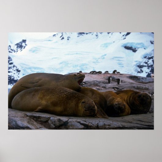 Poster Phoques d'éléphants du sud (Devant)