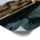 Poster Phoques du port, Morro Bay, Californie (Coin)