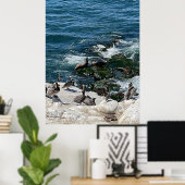 Poster Phoques et oiseaux (Bureau à domicile)