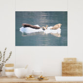 Poster Phoques sur glace (Cuisine)