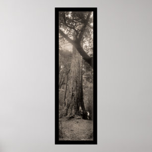 Poster Photo 1907 du séquoia du Big Basin