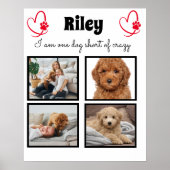 Poster Photo 4 chien moderne - collage personnalisé (Devant)