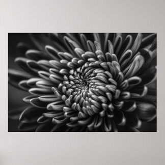 POSTER PHOTO À L'ÉCHELLE GRAPHIQUE DE CHRYSANTHEMUM