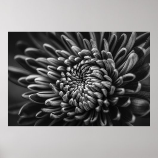 POSTER PHOTO À L'ÉCHELLE GRAPHIQUE DE CHRYSANTHEMUM (Devant)