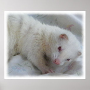 Poster Photo Albino Ferret