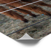 Poster photo Alpaca (Coin)