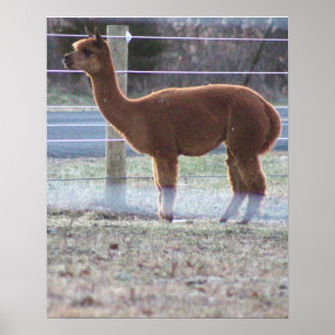Poster photo Alpaca