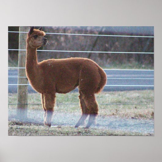 Poster photo Alpaca (Devant)