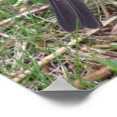 Poster photo American Robin (Coin)