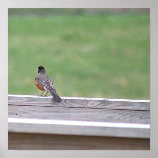 Poster photo American Robin (Devant)